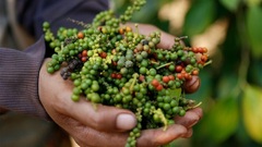 Giá tiêu hôm nay 17/1: Đi ngang ở mức 57.000 - 60.000 đồng/kg