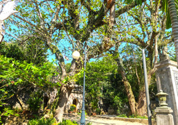 Huyền tích về những cây di sản trăm năm tuổi trên núi Ngũ Hành