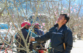 Nhộn nhịp đào rừng Sơn La xuống phố