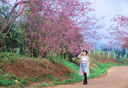 Ảnh: Mai anh đào bung sắc thắm trên cao nguyên Măng Đen