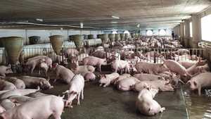 Giá heo hơi hôm nay 17/1: Tiếp tục đi ngang trên diện rộng