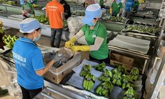 Khát vọng tỷ USD từ trồng chuối, nuôi heo của đại gia Việt