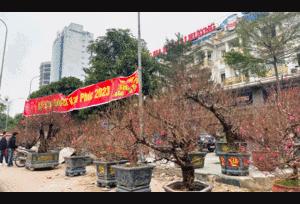 Đào, quất, mai, lan chưa hút khách, tiểu thương như ngồi trên lửa