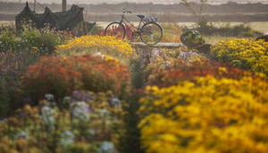 Ngắm sắc xuân rực rỡ ở làng hoa Phú Mậu, Thừa Thiên - Huế