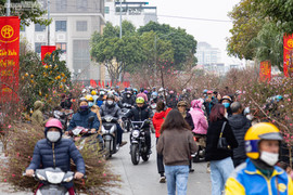 Hà Nội: Khách đổ xô đi mua đào, chợ hoa Lạc Long Quân chật kín chiều 27 Tết