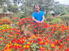 Biến cây dại thành hoa ngũ sắc, nông dân 'hốt bạc' dịp Tết