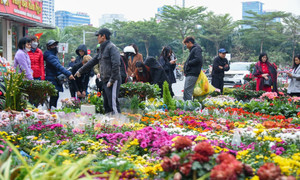 Chợ hoa Hà Nội tấp nập kẻ bán người mua ngày cận Tết