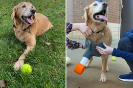 Nhóm học sinh cấp 2 thiết kế chân giả cho thú cưng của cô giáo