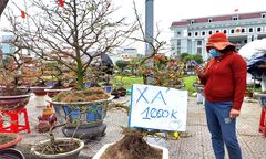 Chợ hoa xuân Đà Nẵng 29 Tết: Hạ giá bán như cho vẫn ế 