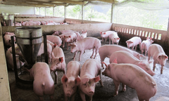 Giá heo hơi hôm nay 21/01/2023: Ổn định trong cả nước
