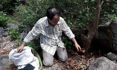  Ăn rừng, ngủ rừng ‘săn’ nấm lim xanh