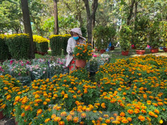 Chợ hoa Tết chiều 29 Tết 'vắng bóng' người mua, cây cảnh bán như cho