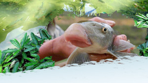 Chuyện ít biết về loài cá cả chục triệu đồng/kg