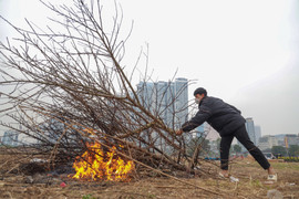 Giảm giá kịch sàn không có người mua, tiểu thương ngậm ngùi chặt, đốt cành đào