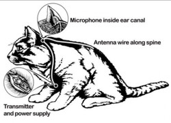 CIA từng cố gắng huấn luyện mèo thành điệp viên