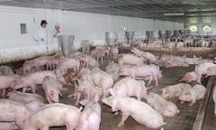 Giá heo hơi hôm nay 24/01/2023: Không ghi nhận biến động về giá