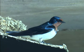 Ngôi làng của những 'sứ giả' mùa xuân