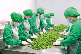 Bất ngờ loạt đơn hàng xuất khẩu Mỹ, Hà Lan đầu năm mới