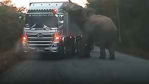Thái Lan: Voi rừng chặn xe tải cướp thức ăn