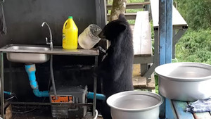 Gấu hoang đột nhập nhà dân ở Thái Lan tìm thức ăn