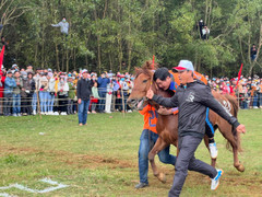 Hội đua ngựa Gò Thì Thùng: Phì cười khi ngựa cái đi đua