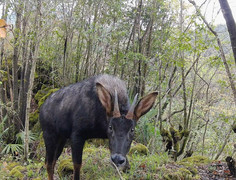Kiểm tra rừng, phát hiện 'thần thú' thiên mã kỳ lạ