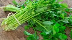 Đây là lý do rau mùi là thực phẩm tốt nhất cho tuyến giáp