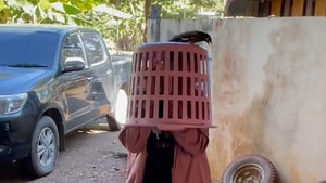 Bị chim hoang dã tấn công, người phụ nữ đội giỏ lên đầu bảo vệ