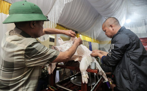 Về La Phù xem mắc màn chống muỗi, tắm nước nóng cho các 'ông lợn'