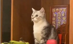 Bắt quả tang những lần hội nhà mèo khiến gia chủ 'khóc thét' trong bất lực