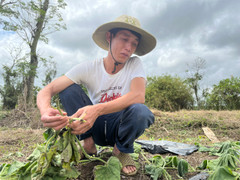 Nông dân bật khóc khi gần 500 gốc bầu sắp ra trái bị kẻ ác cắt tận gốc