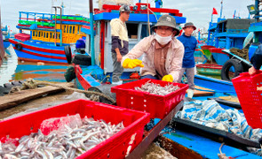 Ra khơi đầu năm trúng đậm cá cơm, ngư dân Quảng Ngãi 'bỏ túi' bạc triệu mỗi ngày
