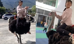 Cưỡi đà điểu đi học, cô bé khiến bạn bè 'lác mắt'