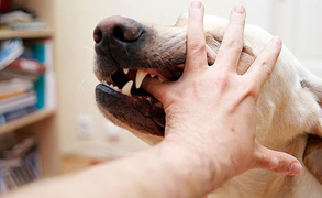 Tử vong vì bệnh dại sau khi bị chó cắn 4 tháng trước