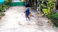 Mải vui đùa, chú chó húc ngã cụ bà ở Thái Lan