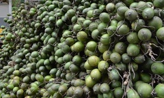 Vì sao Trung Quốc ồ ạt mua cau non của Việt Nam với giá cao?