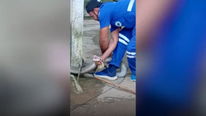 Kinh hãi phát hiện rắn hổ mang chúa khổng lồ trên trần nhà