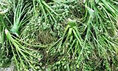 Trung Quốc gom mua cau non giá cao, Cục Trồng trọt khuyến cáo không trồng ồ ạt