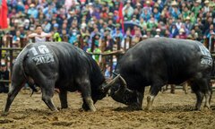 Vĩnh Phúc: Thót tim những pha cáng hầu, móc hàm của các ‘ông trâu’ Hải Lựu