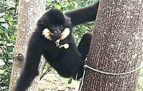 Vượn đen quý hiếm xuất hiện trong khu dân cư ở Đà Nẵng