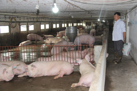 Giá heo hơi hôm nay 9/2: Liên tiếp đi ngang trong nhiều ngày