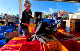 Đánh bắt xuyên Tết, ngư dân Quảng Ngãi hối hả chở 'lộc biển' từ khơi xa về bờ