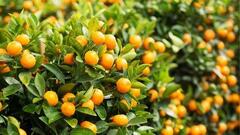 Loại quả nhà ai cũng có sau Tết, tận dụng khéo để tốt cho đường huyết và xương