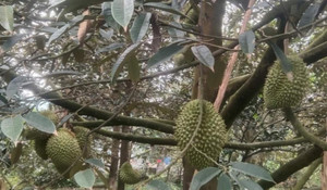Từ cao kỷ lục, giá trái sầu riêng sụt giảm bất thường, mất gần 100.000 đồng/kg