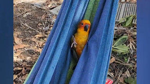 Vẹt thông minh nằm đung đưa trên võng ở Thái Lan