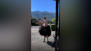 Bé gái cưỡi đà điểu đến trường ở Trung Quốc