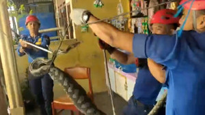 Trăn dài gần 2,5m trốn trong gác mái nhà dân ở Indonesia