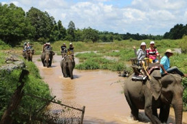 Đàn voi ở Buôn Đôn chính thức dừng cõng khách sau nhiều tranh cãi