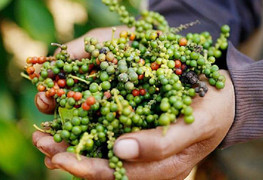 Giá tiêu hôm nay 11/2: Tiếp tục tăng 500 đồng/kg