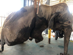 Voi nhà 34 năm tuổi ở Đắk Lắk chết sau gần một tháng được giải cứu